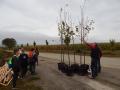 Stovku stromov pre projekt Sadíme budúcnosť zakúpila Nadácia Ekopolis 